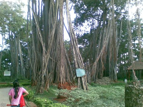 Drive to Big Banyan Tree, near Bangalore - Team-BHP