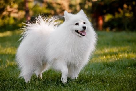 Japanese Spitz Dog Breed Info, Pictures, Facts & Traits – Dogster