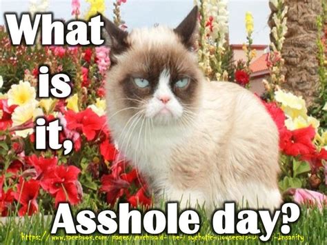 958 Best Images About Grumpy Cat On Pinterest T Quotes Memes Humor And Grumpy Cat Quotes