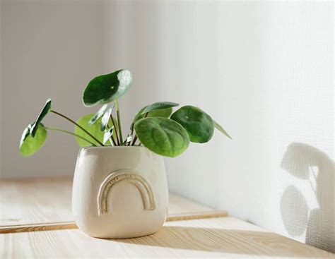 The Best Feng Shui Office Plants For Good Fortune And Positive Energy