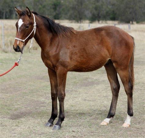 Emugully Leongatha Hsh Emu Gully Heritage Stock Horse Waler Stud