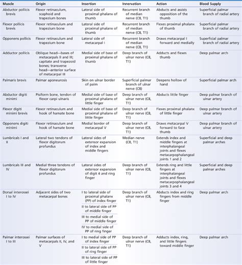 Hand Muscles | Basicmedical Key