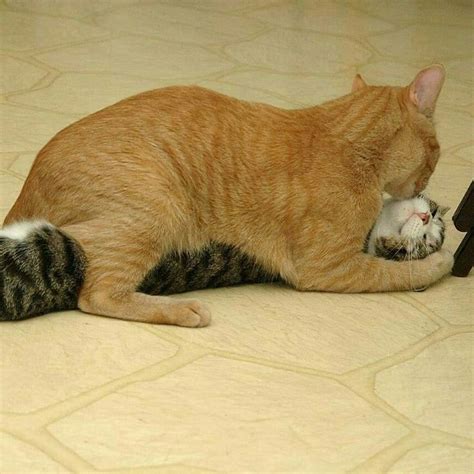 An Orange Cat Laying On The Floor Next To Another Cat With Its Head On