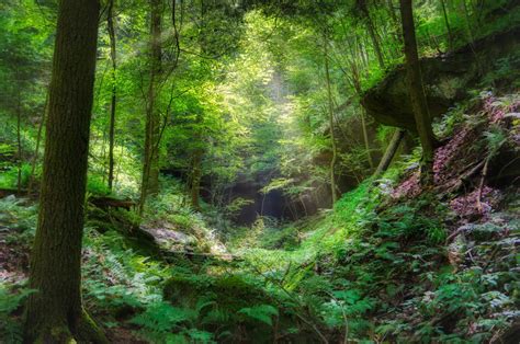 Spending just 3 minutes in a virtual reality forest can 'significantly' reduce stress - Brain ...