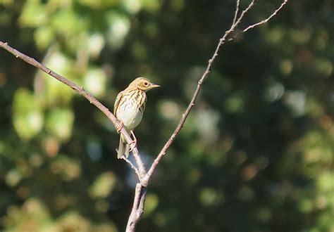 Pipit Des Arbres Parc De Gerland Lyon Dominique TISSIER Flickr