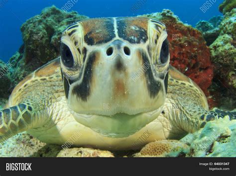 Cute Sea Turtle Face Image & Photo (Free Trial) | Bigstock