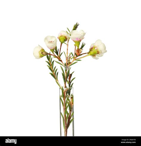 Chamelaucium Flowers In Test Tube On White Background Stock Photo Alamy