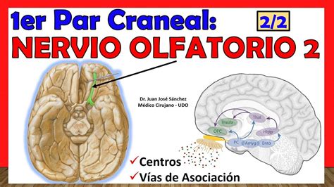 Er Par Craneal Nervio Olfatorio De Centros Olfatorios V As