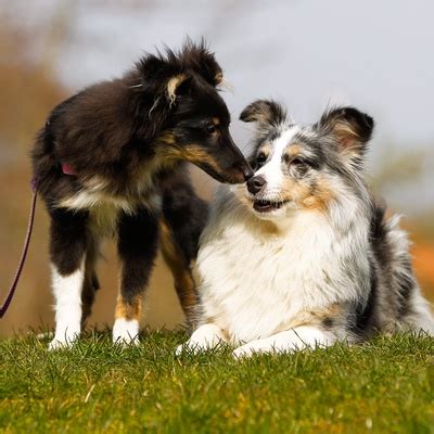 Le Border Collie caractère éducation santé et prix