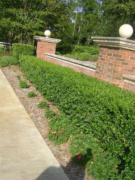 Sweet Viburnum Hedge Spacing At Tracy Mcfall Blog
