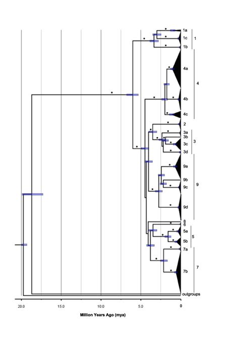 Beast Maximum Clade Credibility Tree For Lampropholis Delicata The