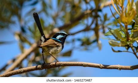 Male Superb Fairy Wren Australia Stock Photo 1465273487 | Shutterstock