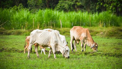 Asia Vaca Pastando Hierba En El Campo Agricultura Granja En El Campo