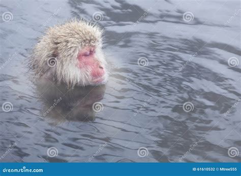 Snow Monkey in Hot Springs of Nagano,Japan. Stock Photo - Image of japanese, sleep: 61610532