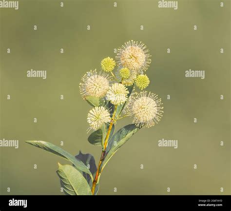 Cephalanthus Occidentalis Es Una Planta Con Flores Perteneciente A La