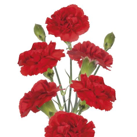 Carnation Spray Red Cut Spray Carnations Flower Suppliers Wholesale