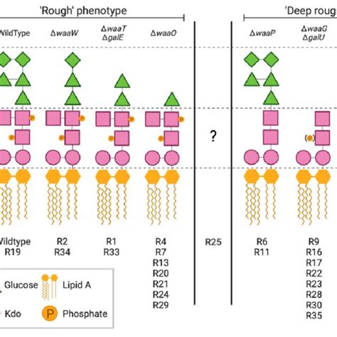 Predicted Lps Phenotypes Of 33 Phage Resistant E Coli C Strains Download Scientific Diagram