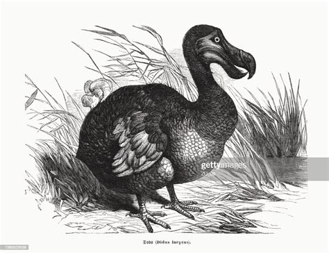 dodo extinct flightless bird  mauritius wood engraving published