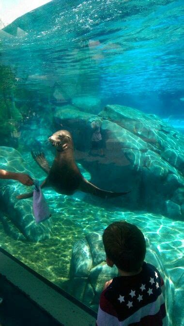 St. Louis zoo | Animals, Walrus, Zoo