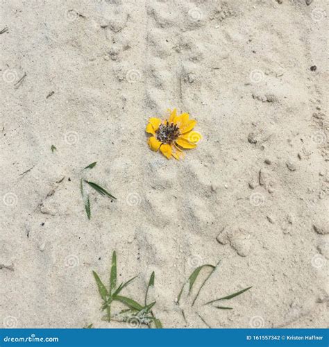 Beach Flower Sunflower Sand Lost Alone Grass Beach Sand Flowers Stock