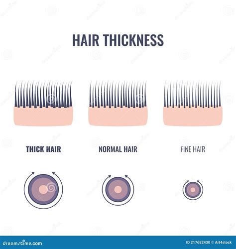 Hair Thickness Types Chart Of Thin Medium And Coarse Strands Stock