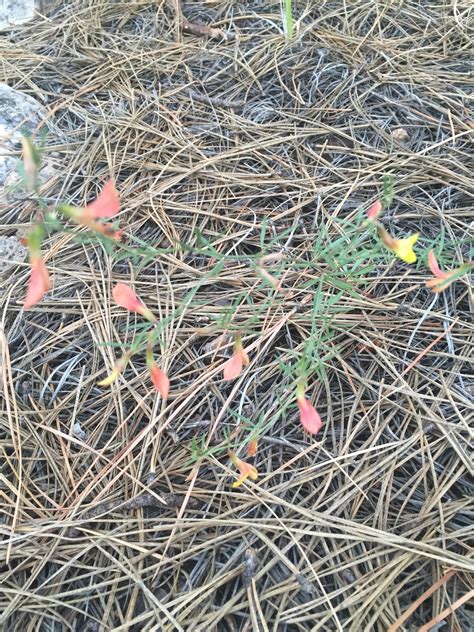 Oasis of Sanity: Flagstaff wildflowers