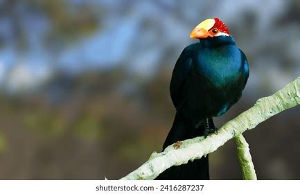 235 Violet Turaco Images, Stock Photos, 3D objects, & Vectors ...