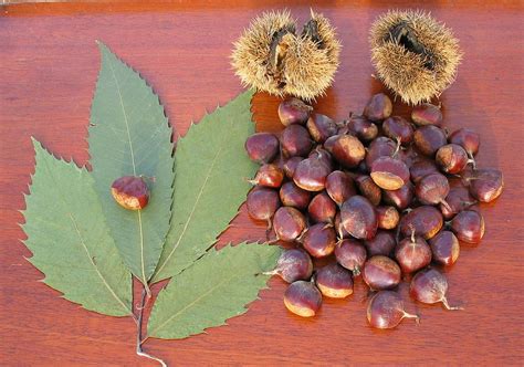 American chestnut - Wikipedia