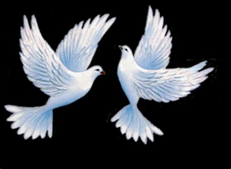 Two White Doves Flying In The Air