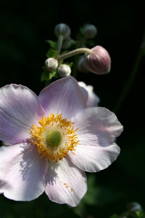 Anemone Tomentosa Robustissima Herfstanemoon De Tuinen Van Appeltern