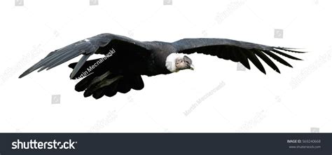 Isolated On White Close Andean Condor Stock Photo (Edit Now) 569240668