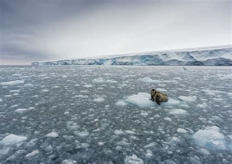 Najlepsze Zdj Cia Opublikowane Przez Magazyn National Geographic We