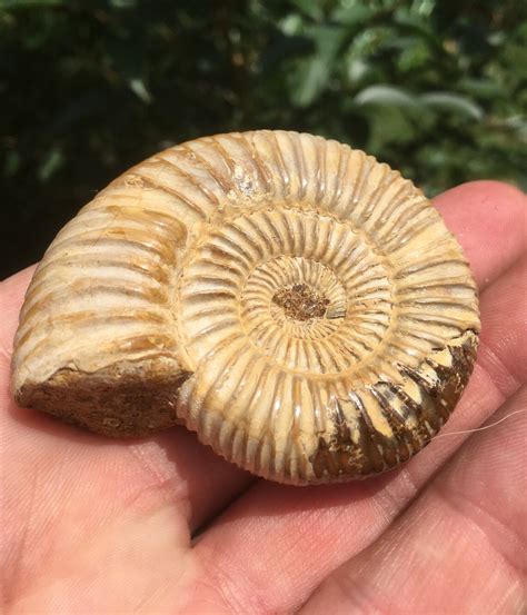 Fossilized Ammonite Shell Etsy