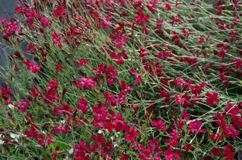 Dianthus Deltoides Flashing Light Steenanjer Bloemenpark Appeltern