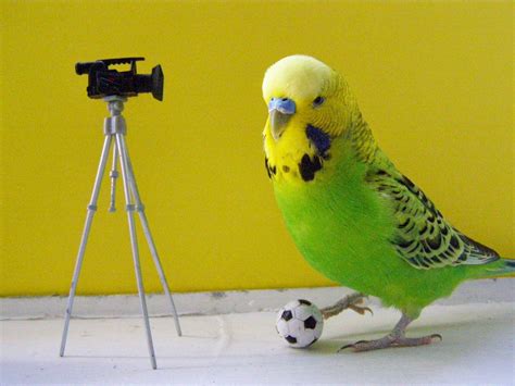 Cute Budgie Wallpapers - 4k, HD Cute Budgie Backgrounds on WallpaperBat