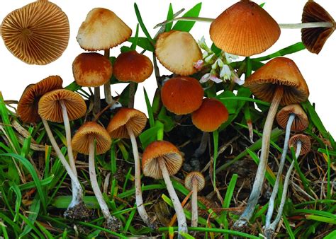 КОНОЦИБЕ БАРХАТИСТОНОЖКОВАЯ - Михаил Вишневский