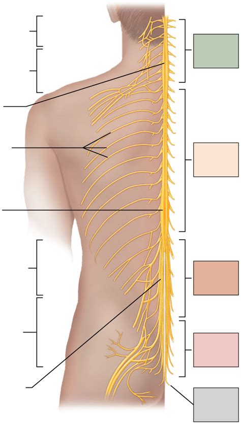 Organization Of Spinal Cord Diagram Quizlet