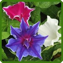 chocolate morning glory seeds japanese morning glory flower seed