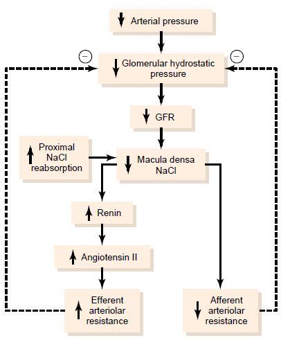 tubuloglomerular feedback – Medchrome