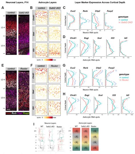 Nat Neurosci 单细胞原位转录组图谱揭示哺乳动物大脑皮层中星形胶质细胞分层 知乎