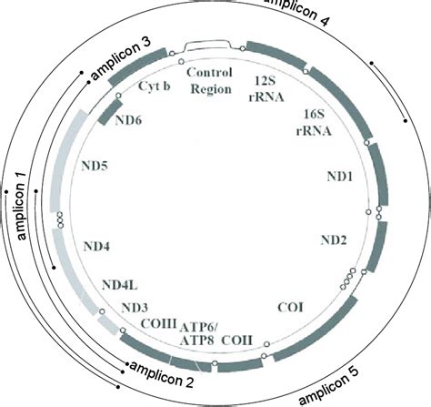 2: Amplification strategy. Analyzed region (ND3, ND4L, ND4, ND5) in ...