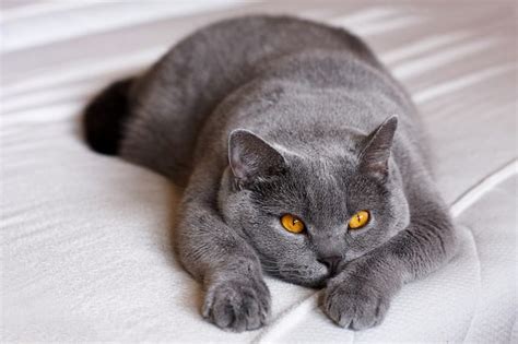 How Long Do British Shorthairs Live My British Shorthair Cat Adoption And Cat Guides