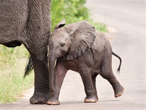 Baby Elephant Next To Cow Artistic Processing Stock Image Image Of