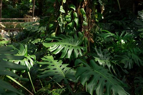 Planta Costela De Ad O Como Cuidar E Cultivar De Modo Correto Planti