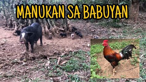 Manukan Sa Babuyan Youtube