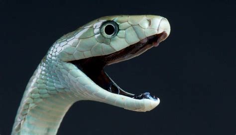 9 Fakta Ular Black Mamba Hewan Mitos Yang Mengerikan Dari Afrika