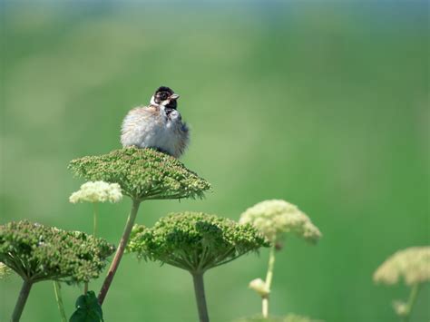 Wallpapermoon Foto Foto Burung Kecil Yang Imut Dan Cantik