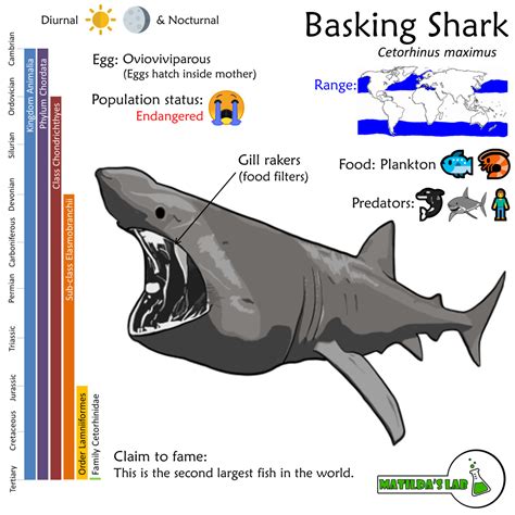 Basking Shark | Matilda's Lab