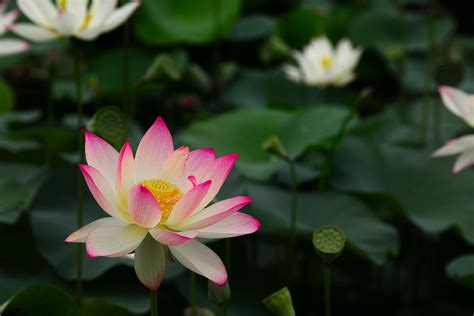 White Lotus Flower · Free Stock Photo