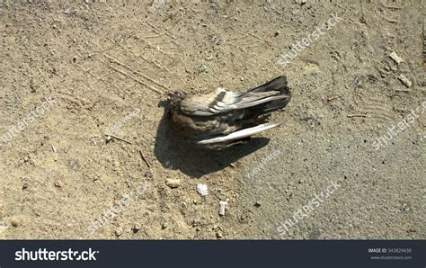 Dead Dove Stock Photo 343829438 | Shutterstock
